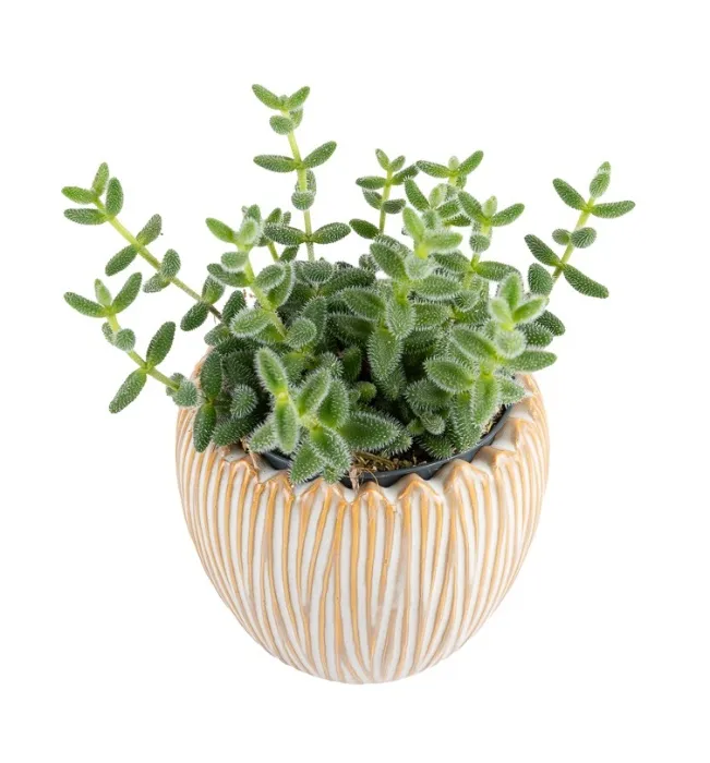 Delosperma echinatum pickle plant