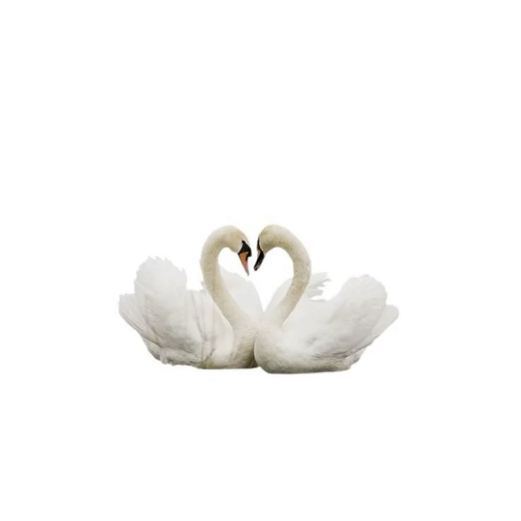 swan