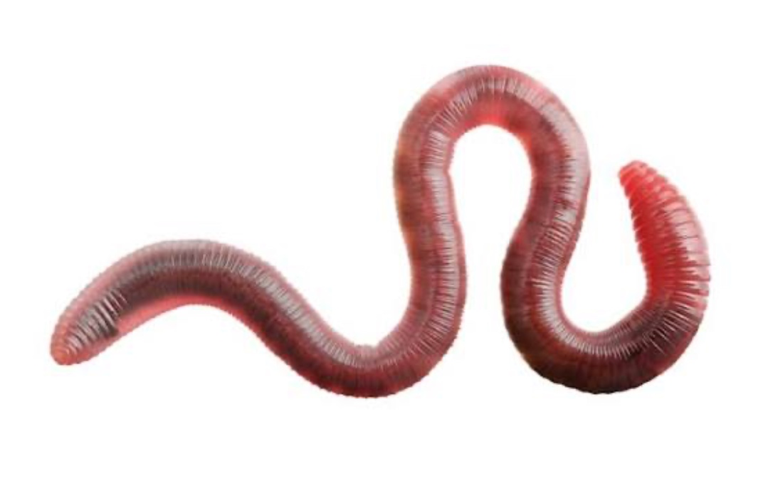 worm 
