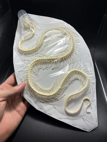 (LARGE) Real Venomous Snake Skeleton (white-lipped island pit viper) (ethically sourced)