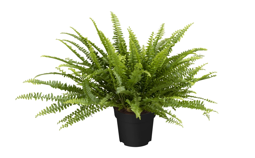Nephrolepis exaltata Green Lady H - ca. 60 cm 17 cm
