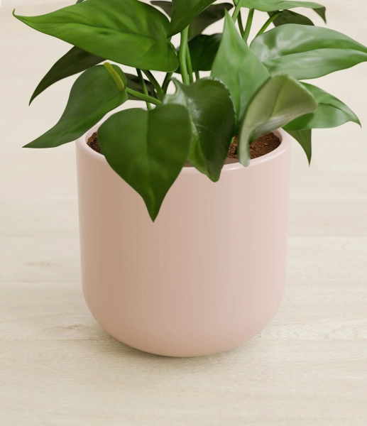 Small Heartleaf Philodendron Plant | easyplant