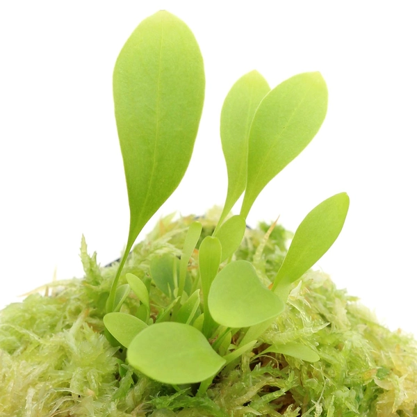 Utricularia alpina - Epiphytic Bladderwort | Curious Plant