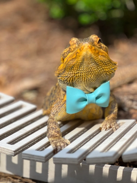 Solid Color Bearded Dragon Bow Tie, Reptile Bow Accessory, Guinea Pig Ferret Rabbit Clothes, Gift for Lizard Mom, Faux Leather Bow Tie - Etsy