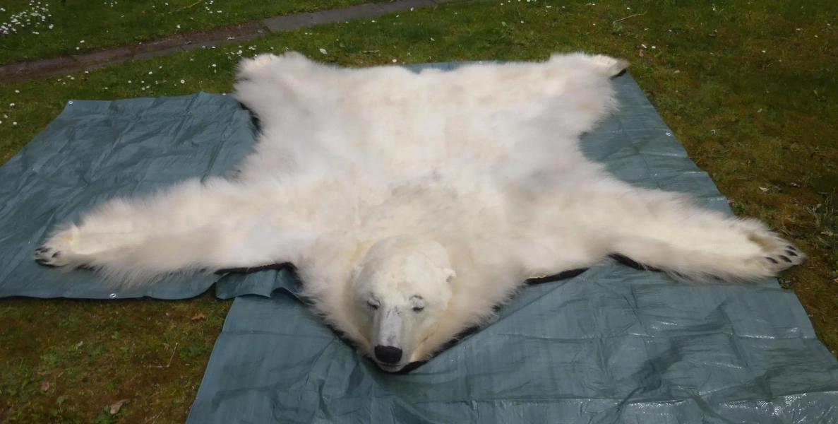 Polar bear fur / Polar bear / Fur rug / Ursus maritimus / with all permits