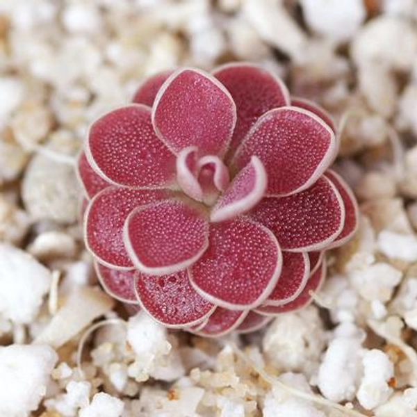 Pinguicula 'Florian' - Carnivorous Mexican Butterwort Plant