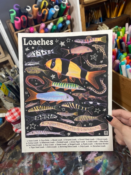 Loach Fish Poster | Aquarium Fish Species Identification | 8.5x11 Wall Art Print