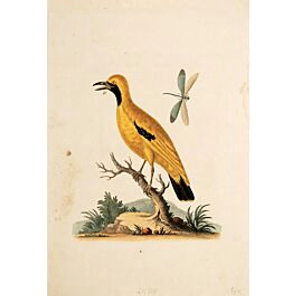 Untitled bird print.