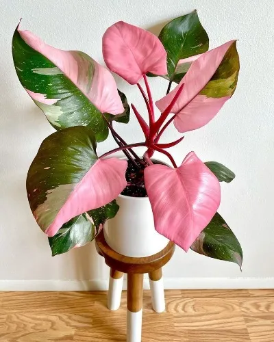 Pink Princess Philodendron