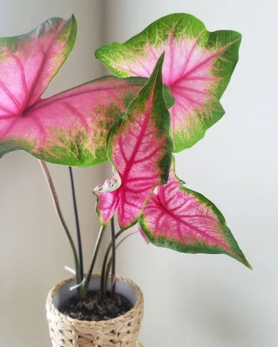 Caladium
