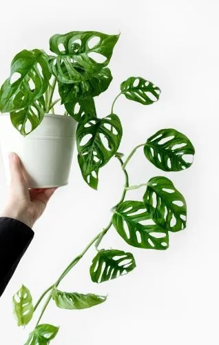Swiss Cheese Monstera