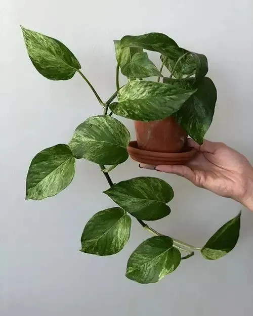 Pothos