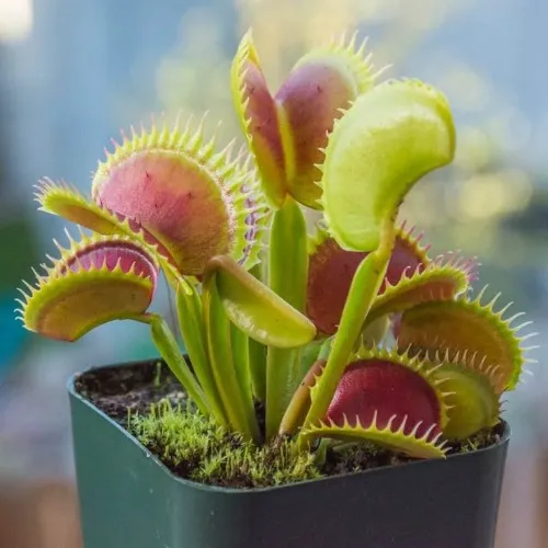 Venus Fly Trap