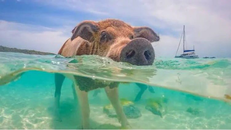 BAHAMAS TRIP