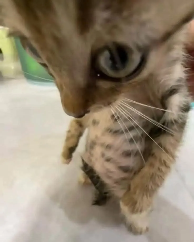 Boba <3