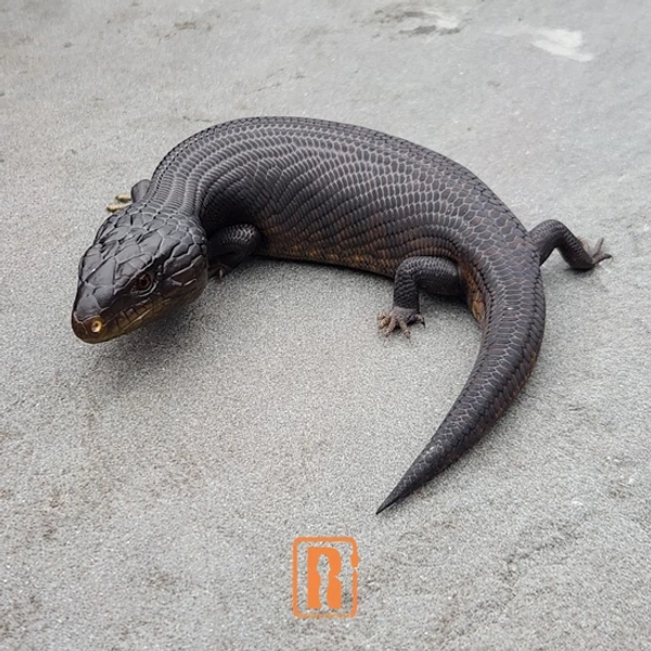 Melanistic Blue-Tongued Skink Northern Blue-Tongued Skink by Roussis Reptiles