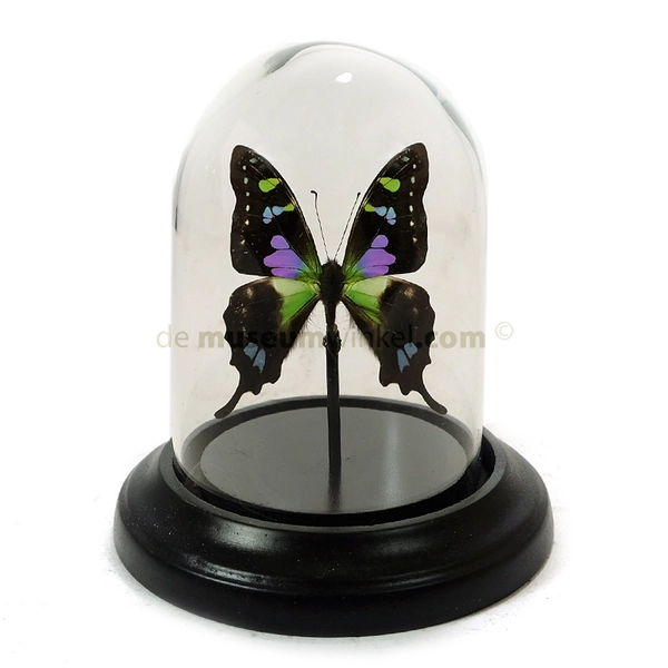 Dome with graphium weiskei