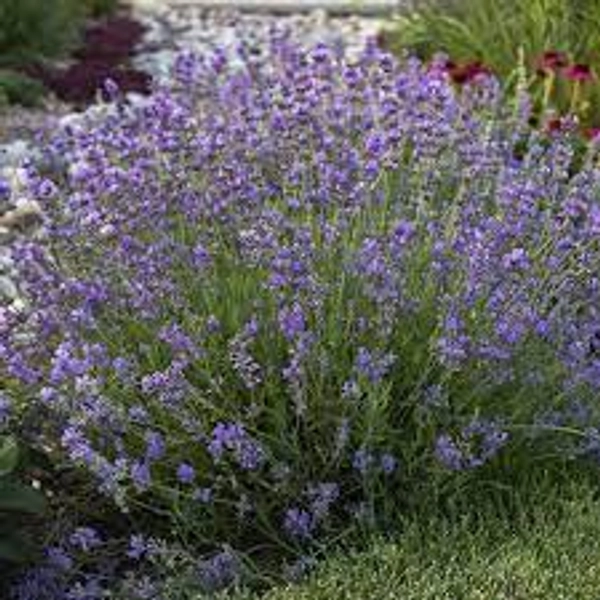 Lavandula angustifolia ’Munstead’ 