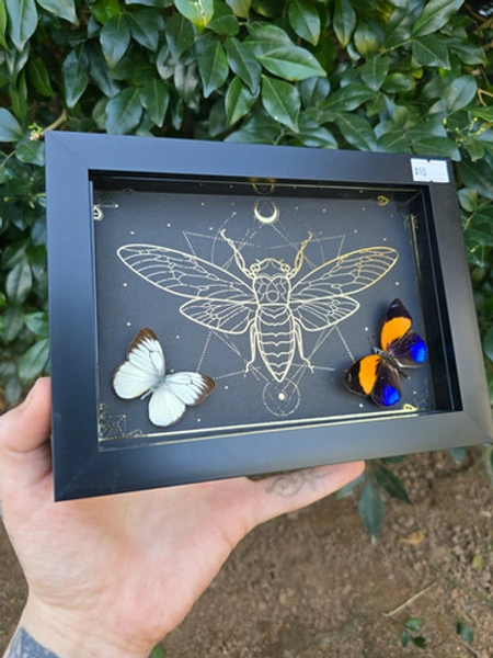 Butterfly Duo  | Salsas Insects