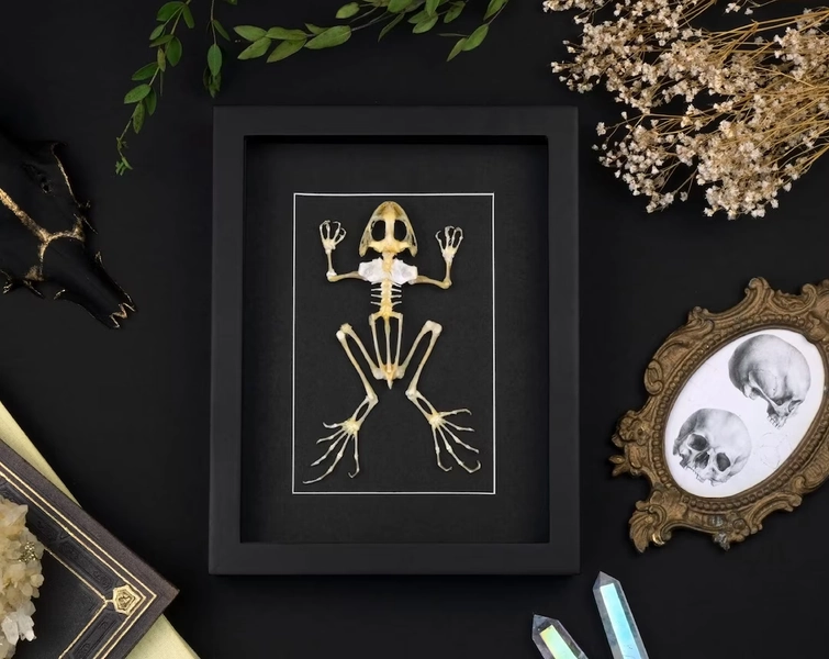 Framed Frog Skeleton Taxidermy: Gothic Oddities Shadow Box - Etsy.de
