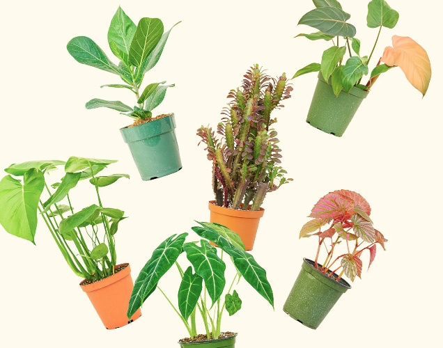 Monthly Mystery Plant