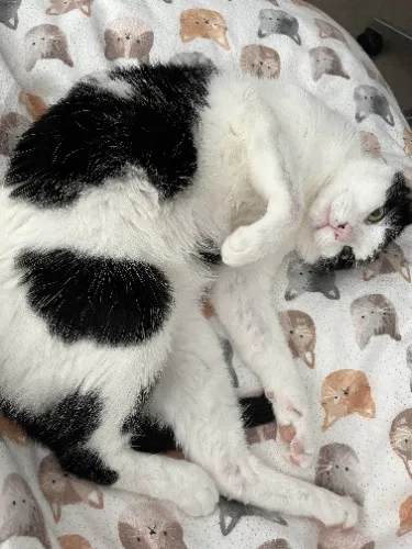 LUCKY VET BILL