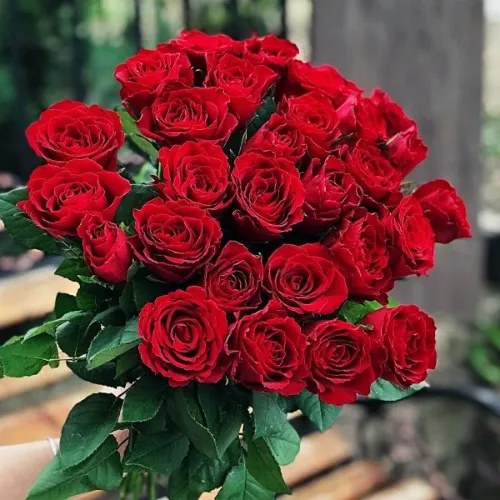 Red Roses
