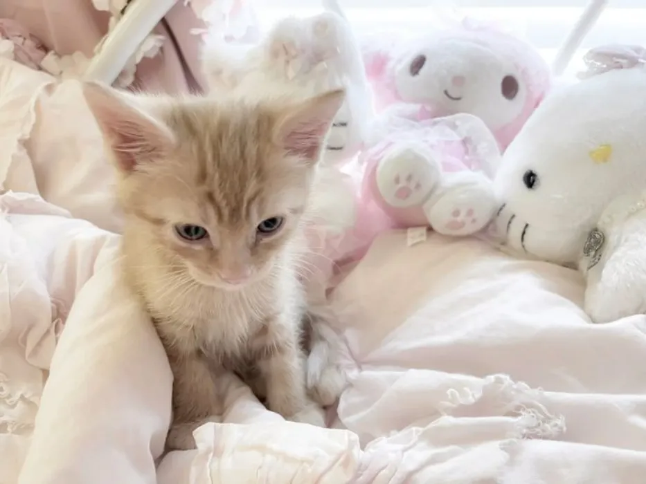 meow