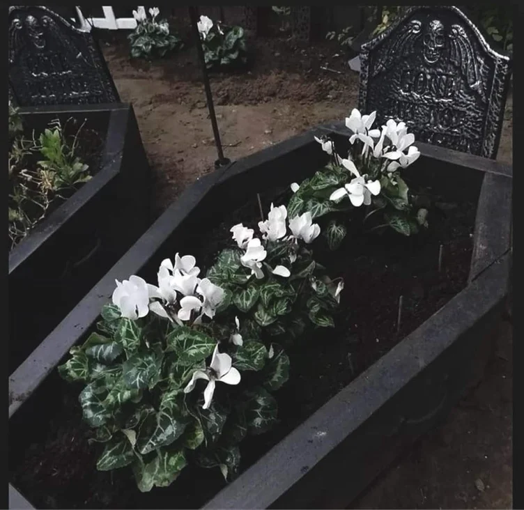 10 flowers