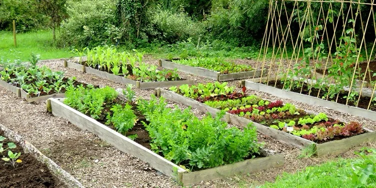 Fruit & Veg Patch