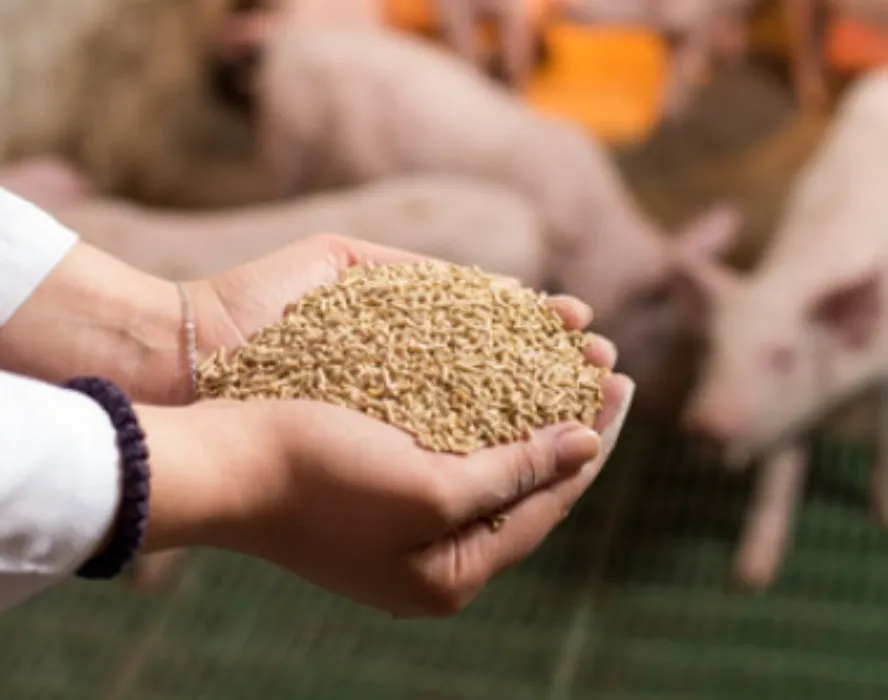 ($25) Pig Feed