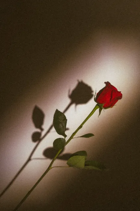 JE VOUS AIME - I LOVE YOU