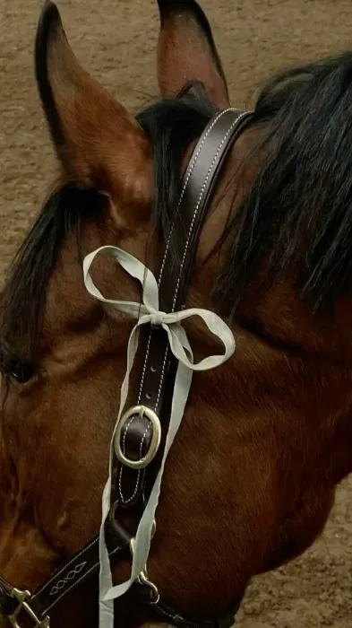 my own horse ౨ৎ˚⟡˖ 