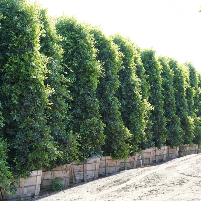 Indian Laurel Columns