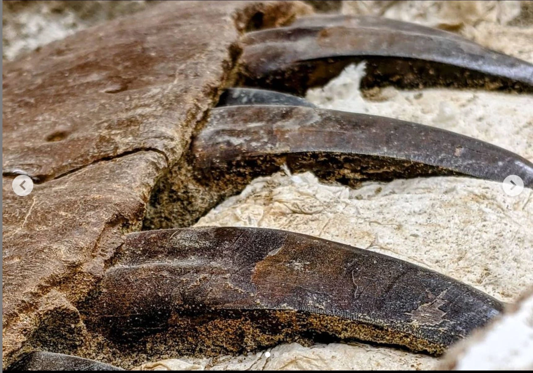 Two hours of professional fossil preparation time