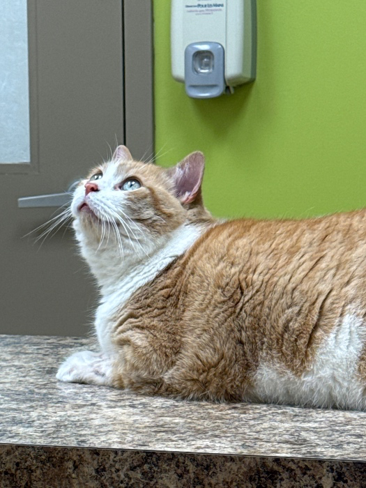 Help da pumpkin loaf