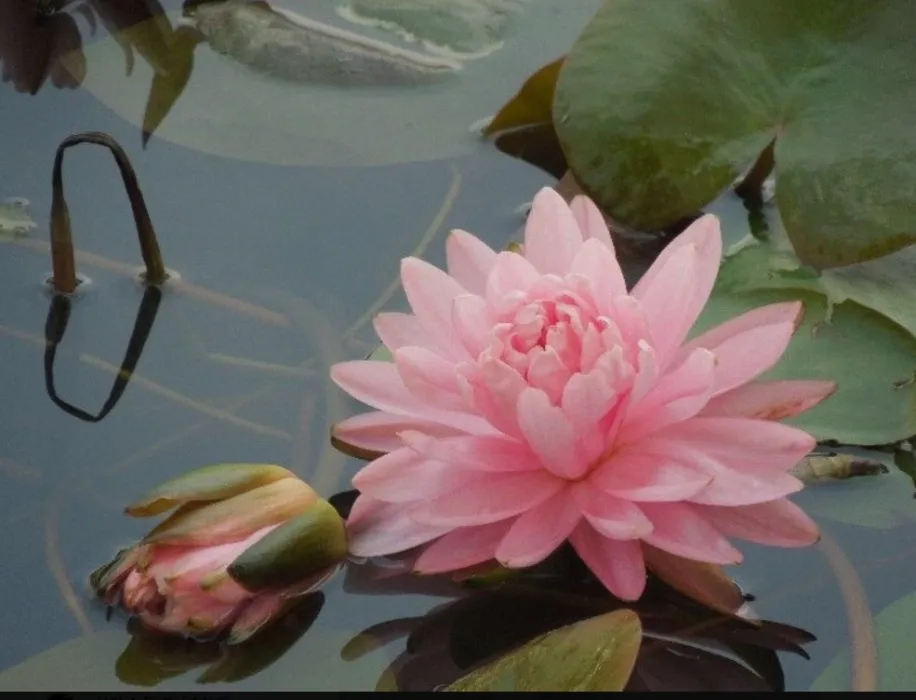 Spa Day/Self Care/Facial, Massage and lunch. 