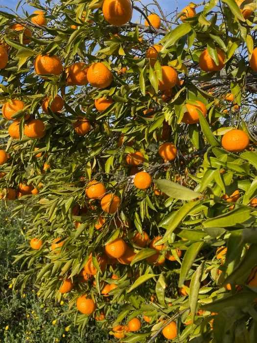 🍊Escape $7500