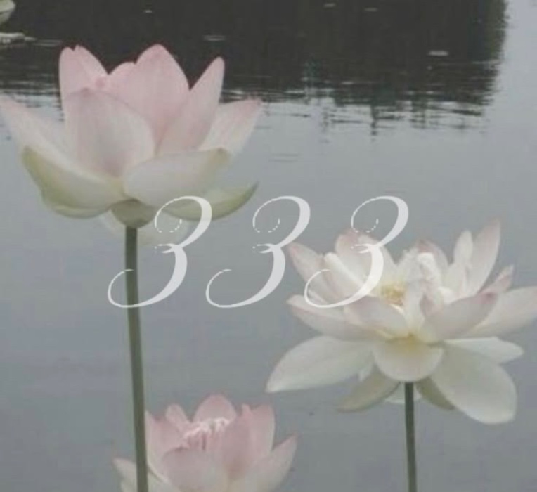 333 🪷