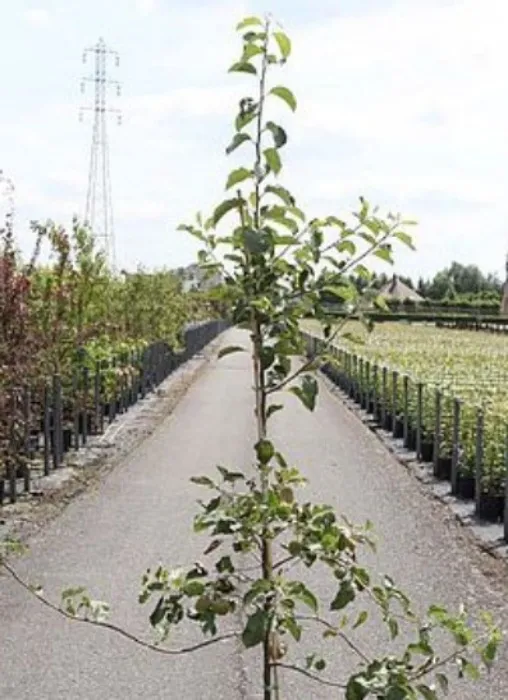 Apple 'Jonagold'