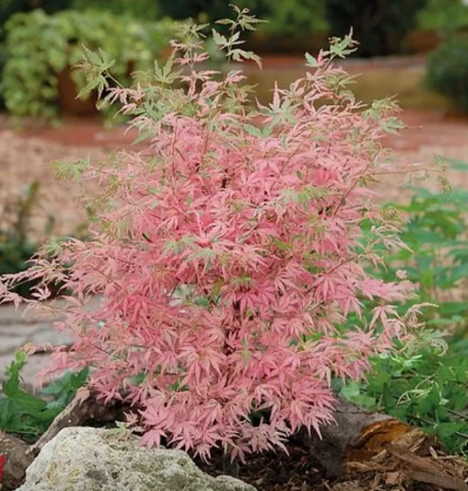 Acer palmatum 'Taylor'