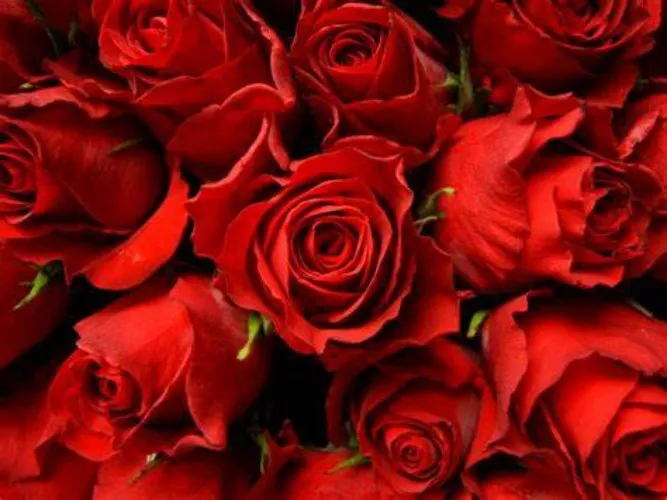 1 dozen Red Roses