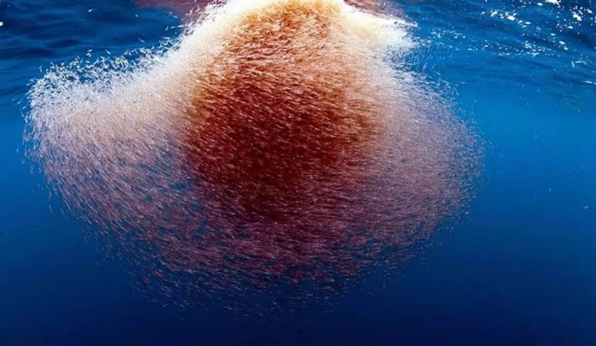 A school of Krill
