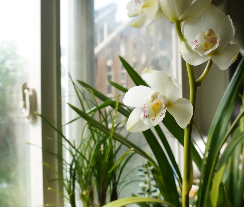 Orchids
