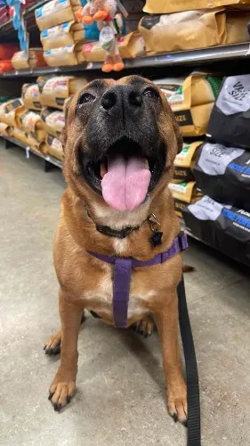 treats for pepper
