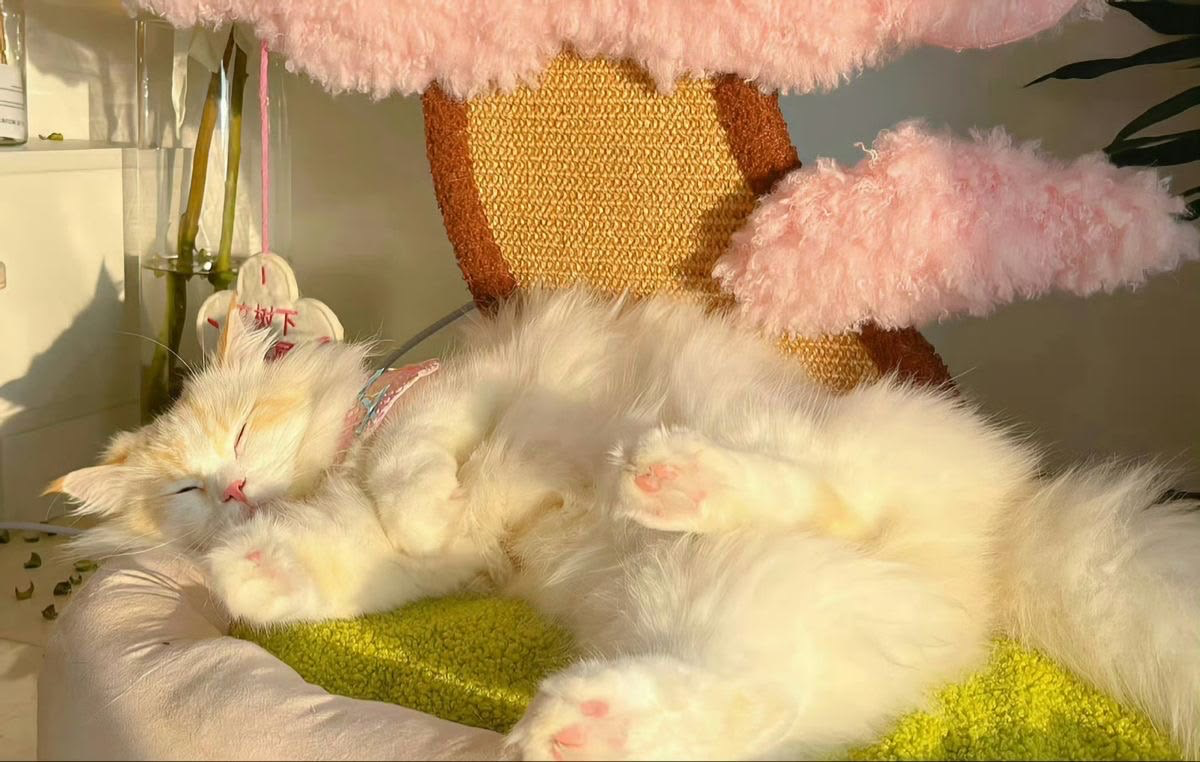 (Cat) $777 ₊˚⊹ ᰔ