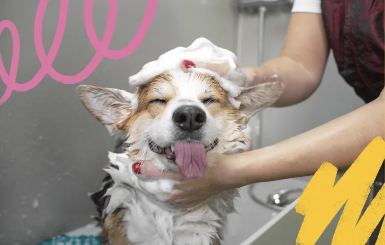 PUPPY GROOMING DAY