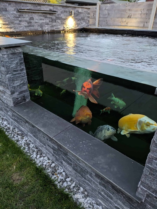 New fish pond 