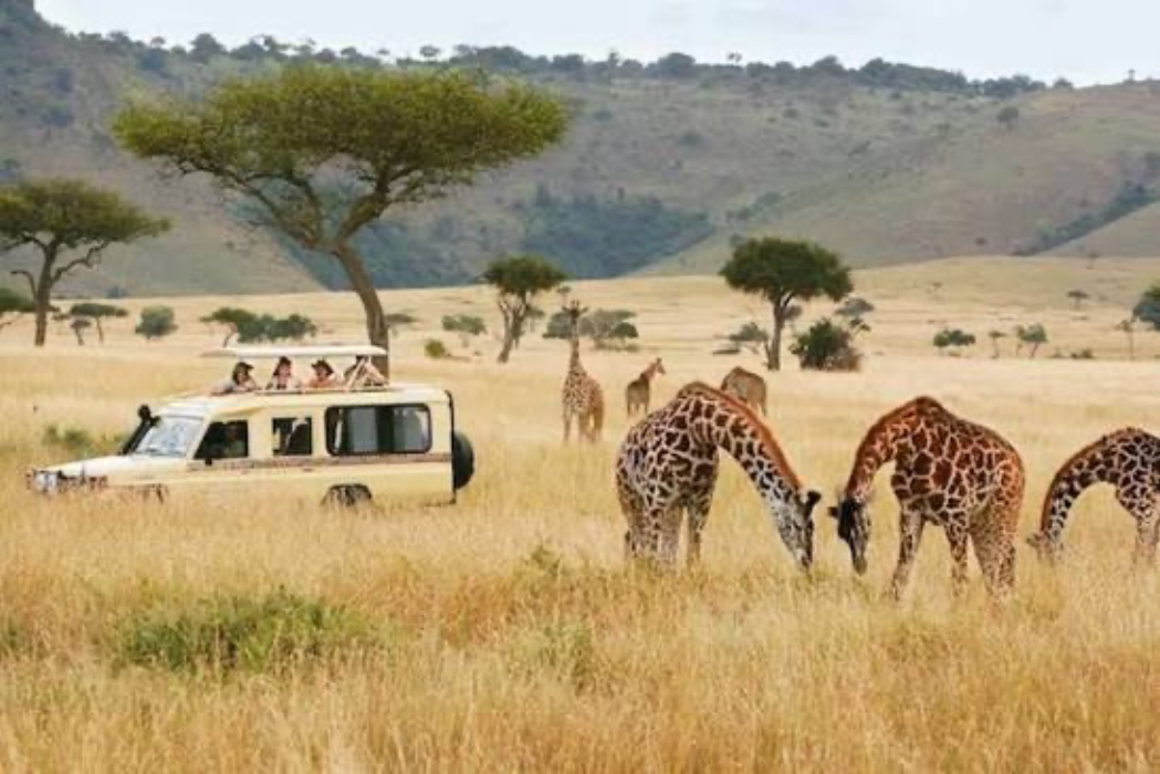 Safari holiday