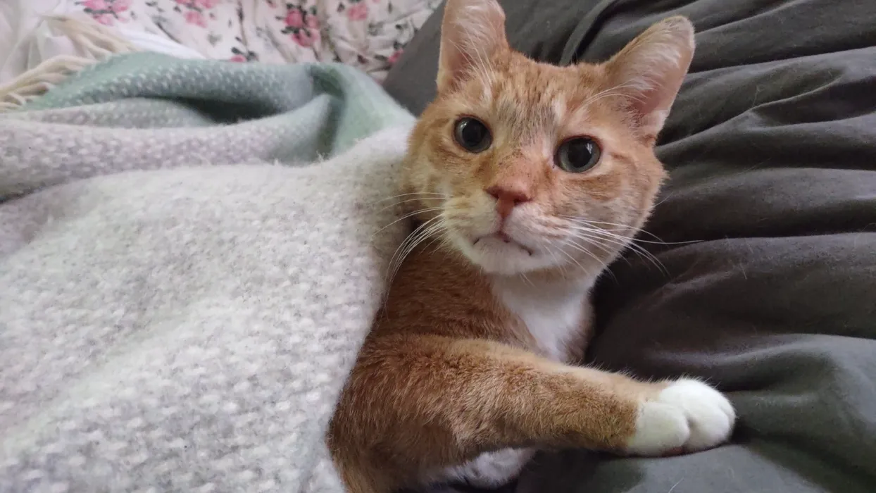 Month of Kitty Supplies 